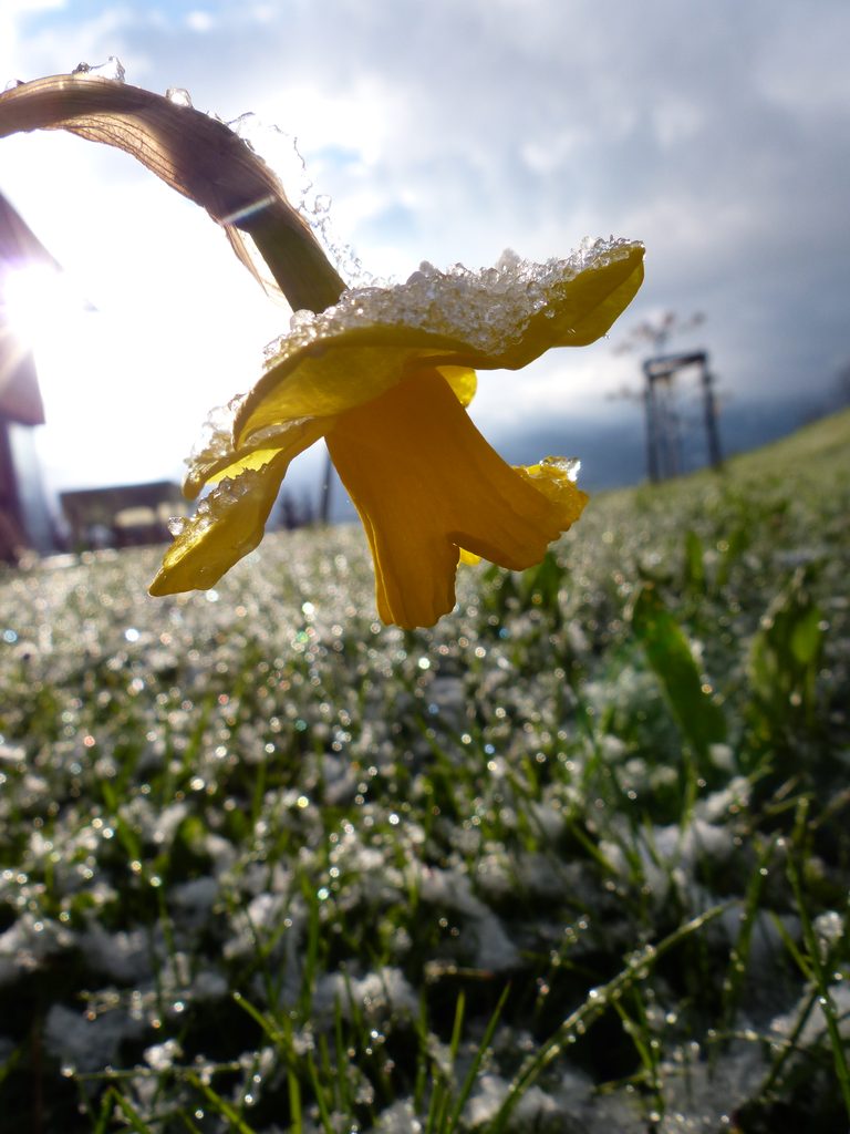 Narzisse mit Tautropfen auf der Frühlingswiese im Gegenlicht