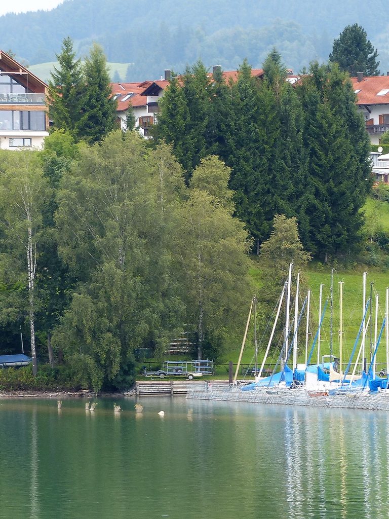 Segelboote am grünen Westufer des Forggensees im Sommer